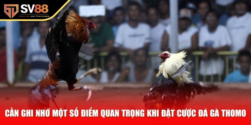 Cần ghi nhớ một số điểm quan trọng khi đặt cược đá gà Thomo