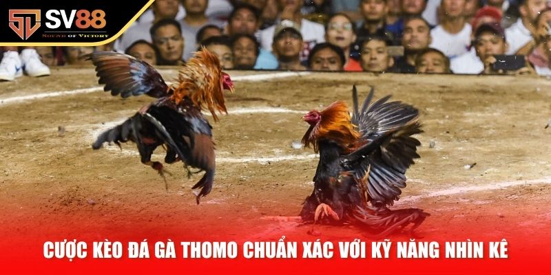 Cược kèo đá gà Thomo chuẩn xác với kỹ năng nhìn kê