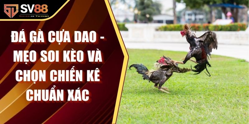 Đá Gà Cựa Dao - Mẹo Soi Kèo Và Chọn Chiến Kê Chuẩn Xác