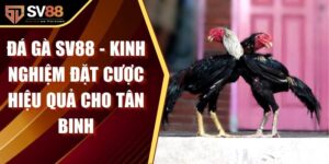 Đá Gà SV88 - Kinh Nghiệm Đặt Cược Hiệu Quả Cho Tân Binh