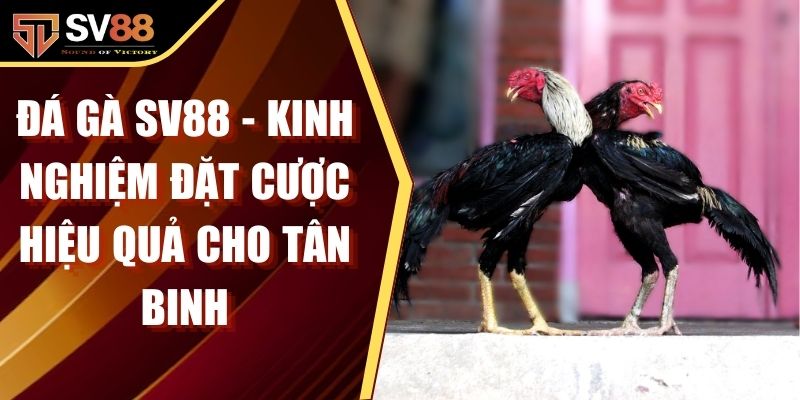 Đá Gà SV88 - Kinh Nghiệm Đặt Cược Hiệu Quả Cho Tân Binh