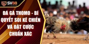 Đá Gà Thomo - Bí Quyết Soi Kê Chiến Và Đặt Cược Chuẩn Xác