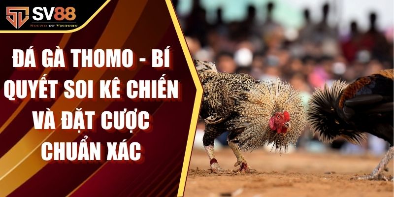 Đá Gà Thomo - Bí Quyết Soi Kê Chiến Và Đặt Cược Chuẩn Xác