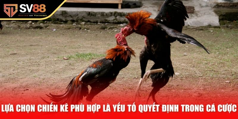 Lựa chọn chiến kê phù hợp là yếu tố quyết định trong cá cược
