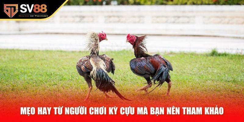 Mẹo hay từ người chơi kỳ cựu mà bạn nên tham khảo