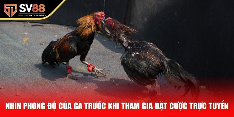 Nhìn phong độ của gà trước khi tham gia đặt cược trực tuyến