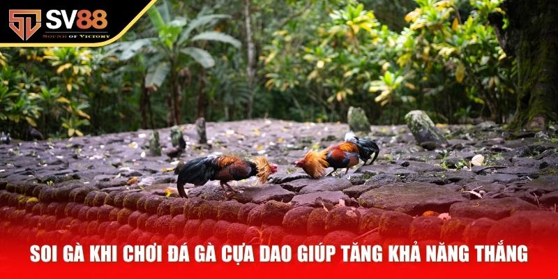 Soi gà khi chơi đá gà cựa dao giúp tăng khả năng thắng