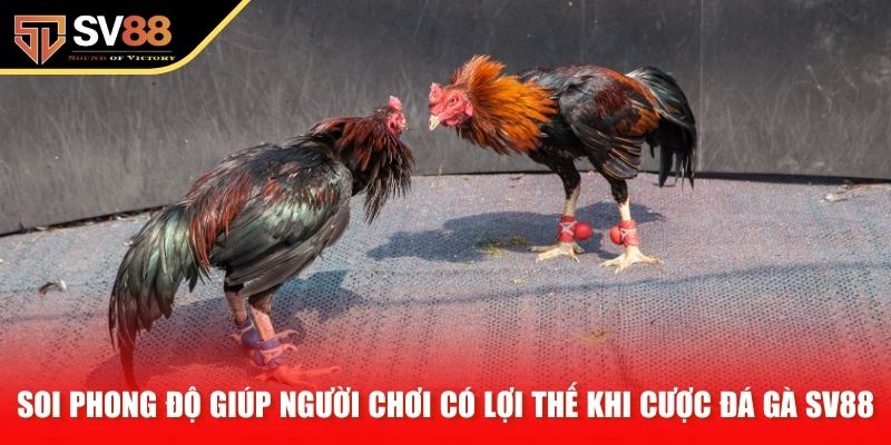 Soi phong độ giúp người chơi có lợi thế khi cược đá gà SV88